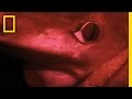 Meet the Red Devil