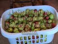 Autumn recipes in France