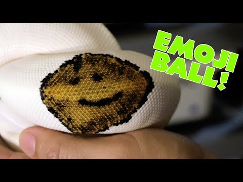 YouTube reptile video