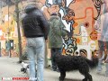 ipainteveryday 47 kattenlaan part 1 / ottograph ipainteveryday 47 kattenlaan part 1 / ottograph