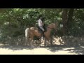 Le 27 juin 2009 - pas, reculé, départ au trot