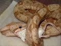 snake pics