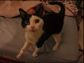 CACHONDEO ANIMAL