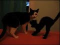 CACHONDEO ANIMAL