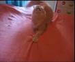 CACHONDEO ANIMAL