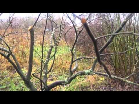 how to transplant quince shrub