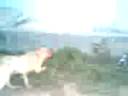 perra madre defiende sus cachoros(UNEFM)