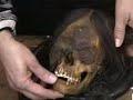 Tomahawk Visits a Taxidermist