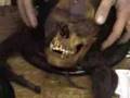 Tomahawk Visits a Taxidermist