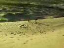 corrida de sandboard - dunas