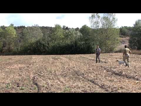 chasse - La chasse au vol, qui depuis peu, a été reconnue au niveau mondial, mérite bien une diffusion en Full HD, permettant ainsi de mieux apprécier cet art de la c...