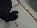 videos de Domino Day 2007 BC- 3
