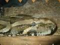 videos de The Reptile Store