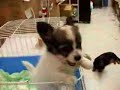 Puppy with a human baby voice