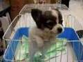 Puppy with a human baby voice