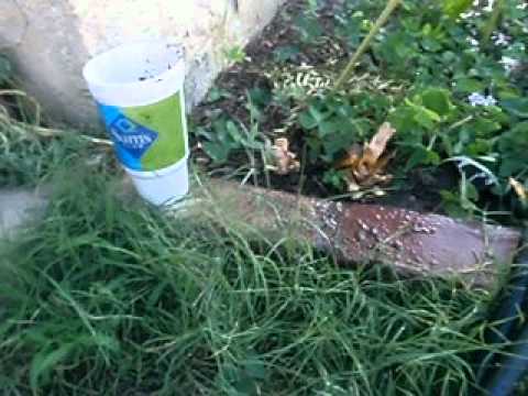 how to transplant pomegranate tree