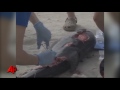More Dead Dolphins in the Gulf Raises Questions