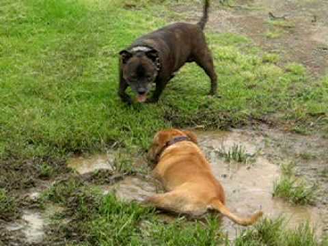 staffie