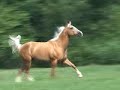 Koppers Dreamcatcher, Palomino gelding