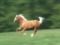 Koppers Dreamcatcher, Palomino gelding