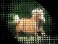 Koppers Dreamcatcher, Palomino gelding