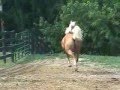 Koppers Dreamcatcher, Palomino gelding