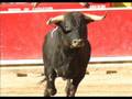 Toro vs toreros y anti-otakus