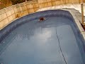Tiger on the pool