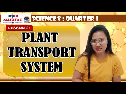 PLANT TRANSPORT SYSTEM | Science 8. Q1. DepEd MATATAG