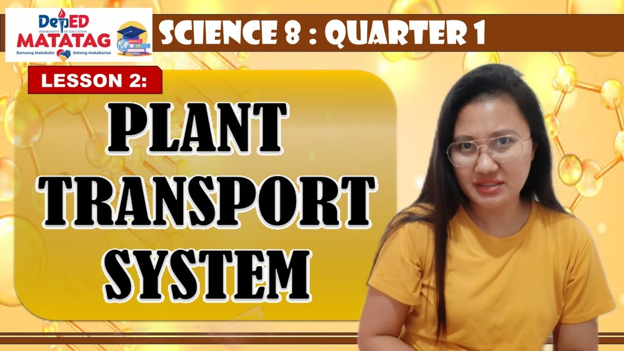 PLANT TRANSPORT SYSTEM | Science 8. Q1. DepEd MATATAG