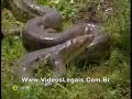 video que mostra uma sucuri gravida
