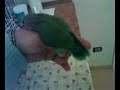 Pappagallo Coky Pappagallo Coky