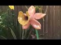 Lion Cattleya