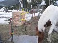 #1. Set TIMER to desired feed time. #2. Close drop door #3. load with Hay and close. Walk away until the next time to load feeder. Nellie Horse LOVES her 6 am feeding, Nellie's mom LOVES sleepin In!