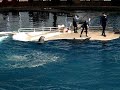 The Dolphin Show