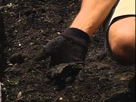 how to care and maintain a vegetable garden