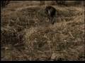 videos de Teddy Attack Part 1