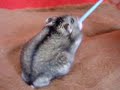 Pistacho jugando