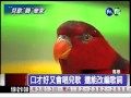 有口才的鸚鵡會向老闆娘告狀-華視新聞網
