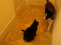 Puppy & Cat 2