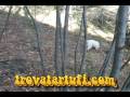 Cane da tartufo trovatartufi
