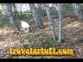 Cane da tartufo trovatartufi