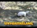videos de Cane da tartufo trovatartufi