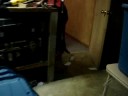 webkinz in dryer