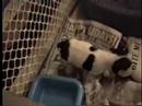 Jack Russell Puppies