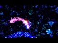 X360 Child of Eden 10 minutes of Gaming HD 720p