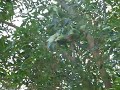 Parrots
