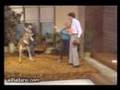 kangaroo vs man
