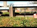 freind jumps into hedge