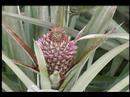 Pineapple Farm